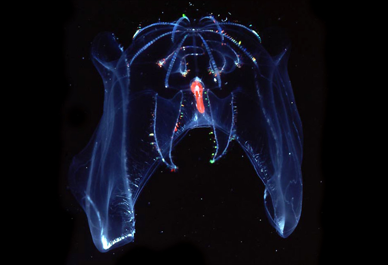 Illustration for article titled Así son las increíbles criaturas en las profundidades de los océanos